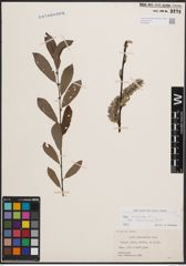 Foto von Salix cinerea subsp. atrocinerea (Brot.) Guinier